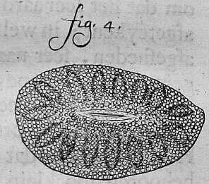Pig hair
